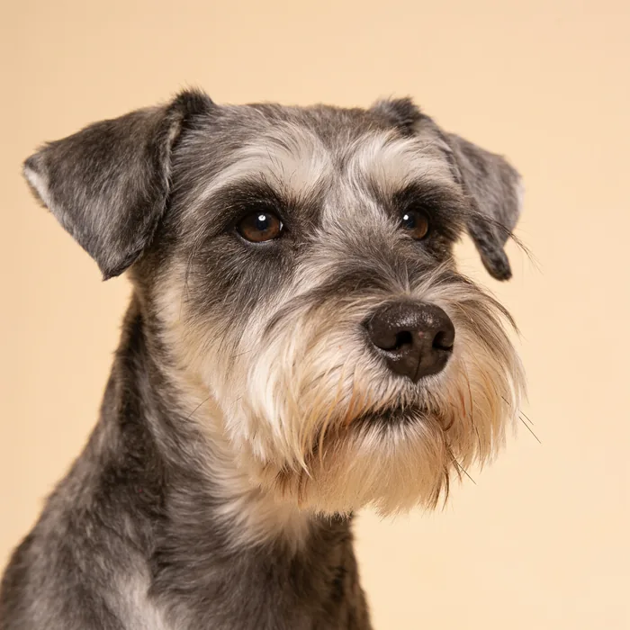 Miniature schnauzer with a crisp hand-stripped coat and shaped beard against a warm ivory backdrop