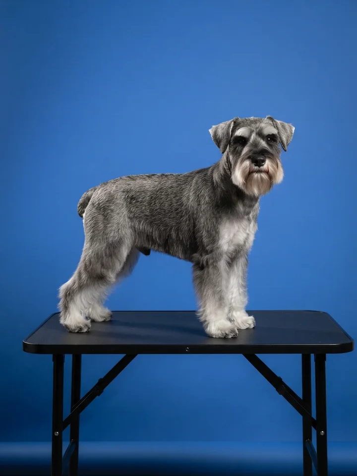 A salt-and-pepper miniature schnauzer with a neat beard and eyebrows standing square on a black table against a royal-blue backdrop.